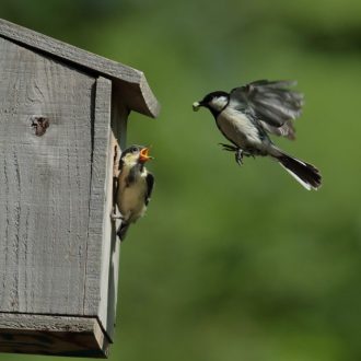 公園だより最新投稿写真