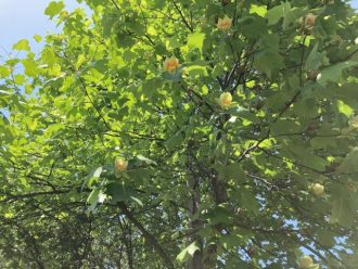公園だより最新投稿写真