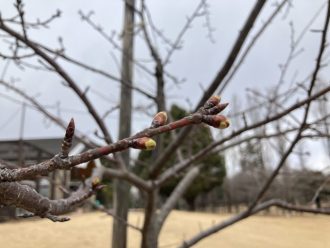 公園だより最新投稿写真