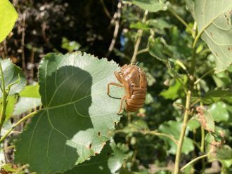 公園だより最新投稿写真
