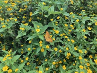 公園だより最新投稿写真