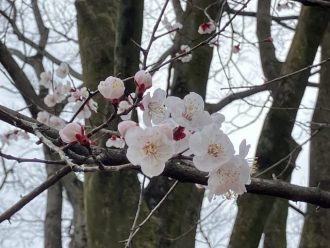 公園だより最新投稿写真