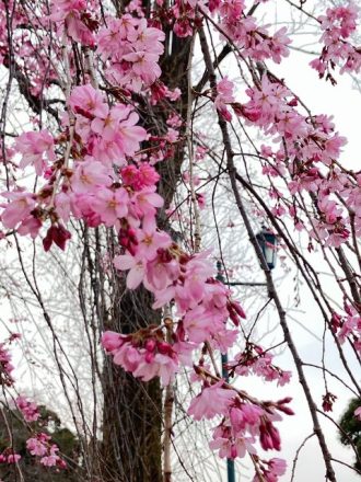 公園だより最新投稿写真