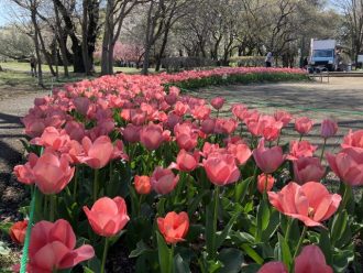 公園だより最新投稿写真