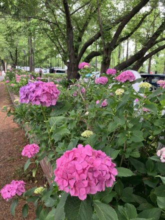公園だより最新投稿写真