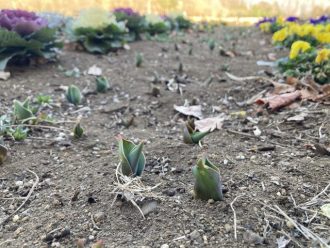 公園だより最新投稿写真