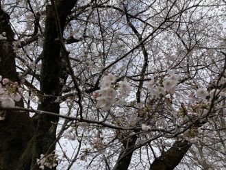 公園だより最新投稿写真