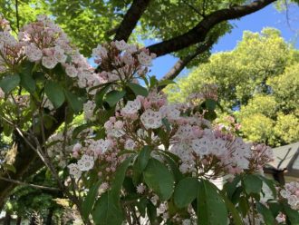 公園だより最新投稿写真