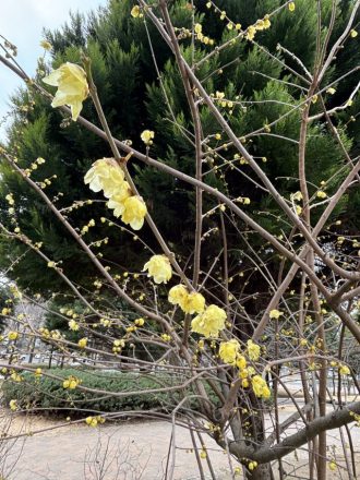 公園だより最新投稿写真