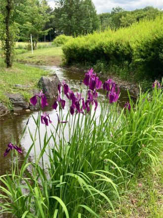 公園だより最新投稿写真