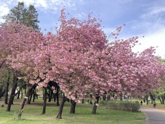 公園だより最新投稿写真