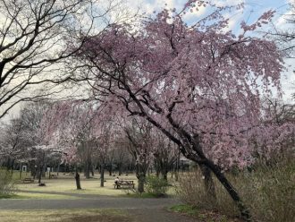 公園だより最新投稿写真