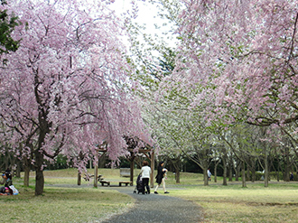 公園の写真