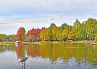 公園だより最新投稿写真