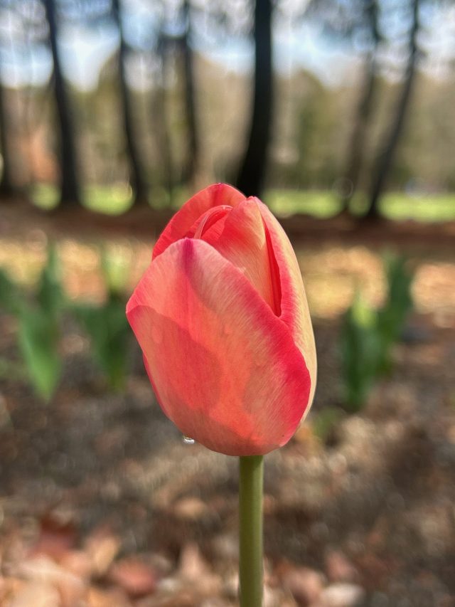 公園だより最新投稿写真