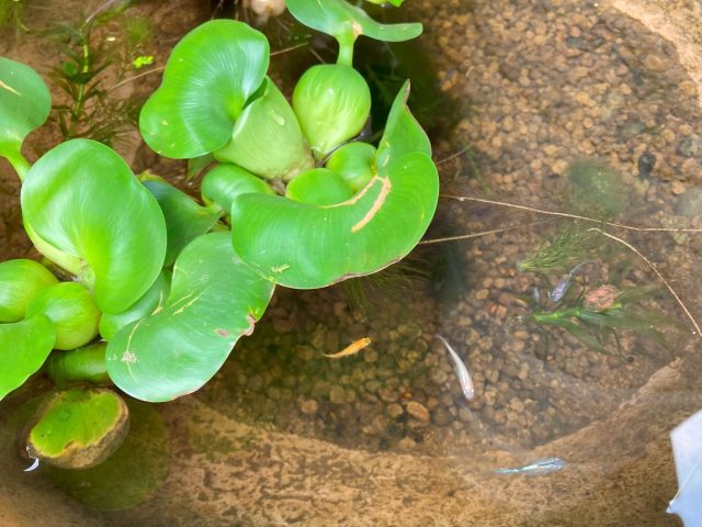 公園だより最新投稿写真