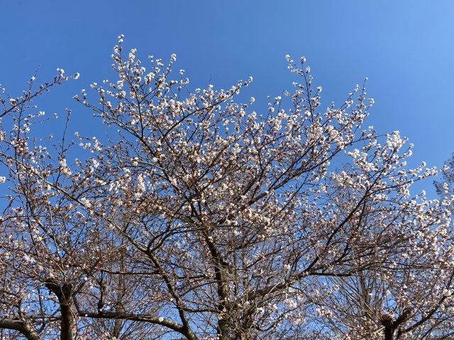 公園だより最新投稿写真