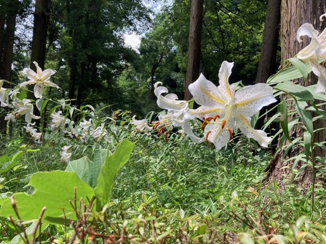 公園だより最新投稿写真