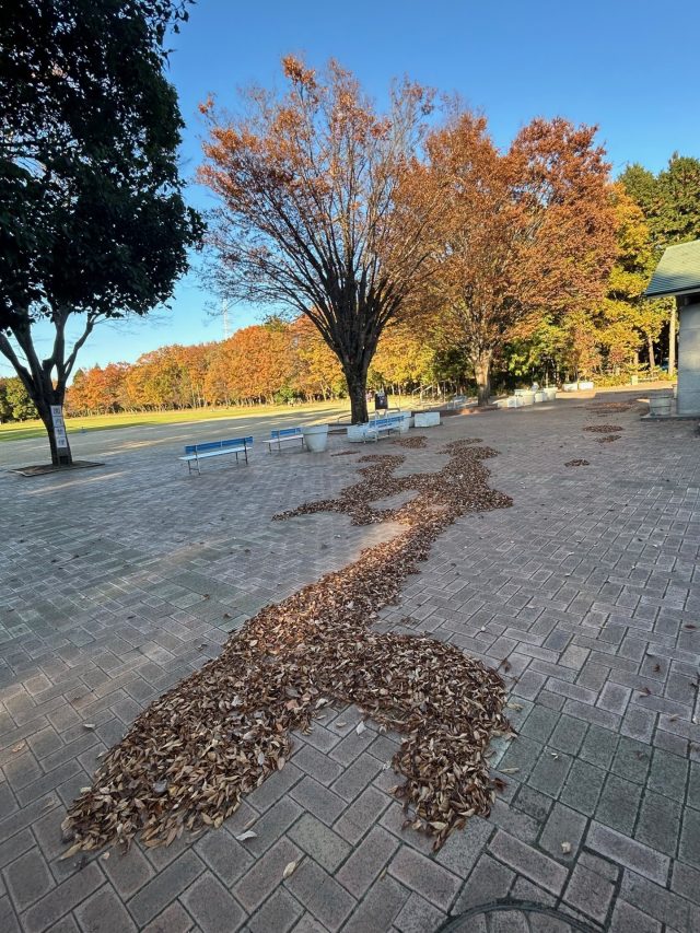 公園だより最新投稿写真