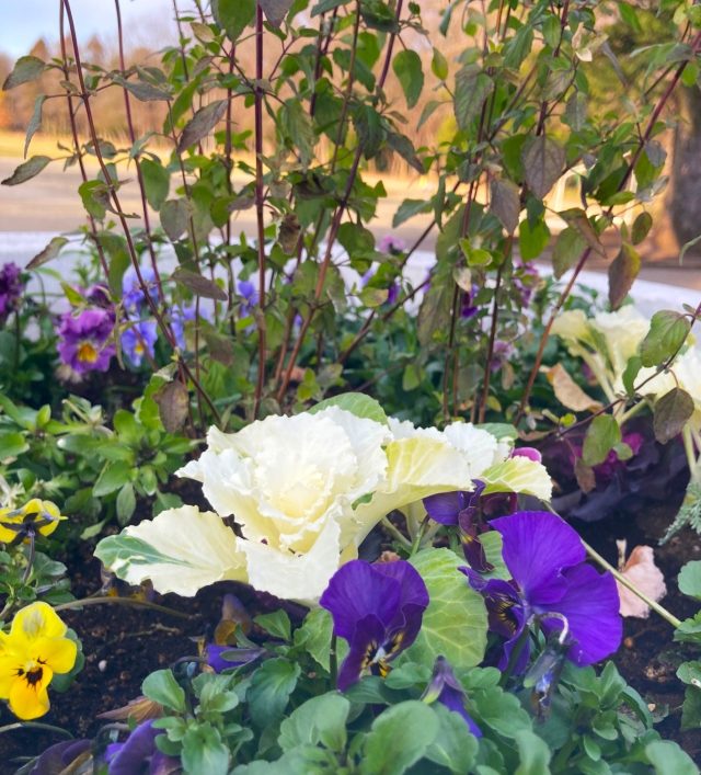 公園だより最新投稿写真