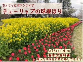 主催イベント：ちょこっとボランティア　チューリップの球根ほりの画像