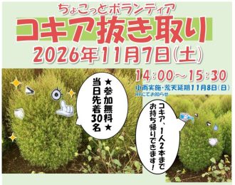主催イベント：ちょこっとボランティア　コキアの抜き取りの画像