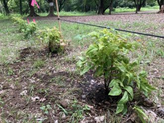 公園だより最新投稿写真