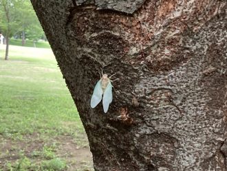 公園だより最新投稿写真