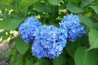 公園だより最新投稿写真