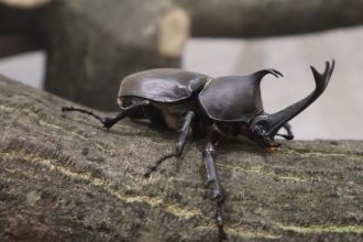 公園だより最新投稿写真
