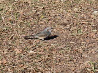 公園だより最新投稿写真