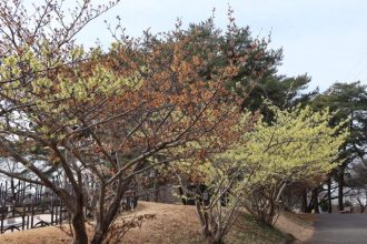 公園だより最新投稿写真