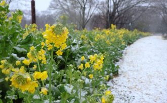 公園だより最新投稿写真