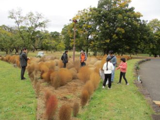 公園だより最新投稿写真