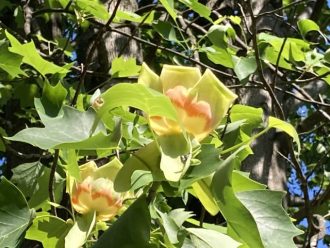 公園だより最新投稿写真