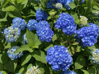 公園だより最新投稿写真