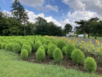 公園だより最新投稿写真