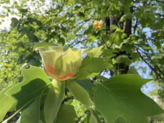 公園だより最新投稿写真