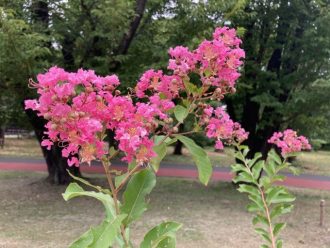 公園だより最新投稿写真
