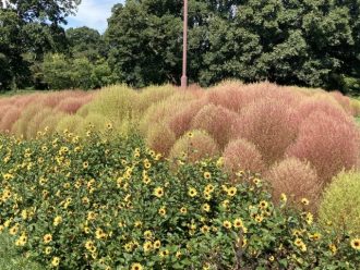 公園だより最新投稿写真