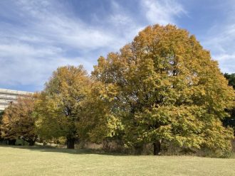 公園だより最新投稿写真