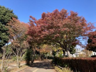 公園だより最新投稿写真