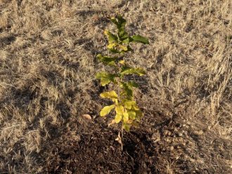 公園だより最新投稿写真