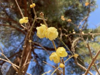 公園だより最新投稿写真