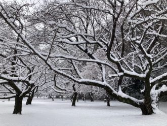 公園だより最新投稿写真