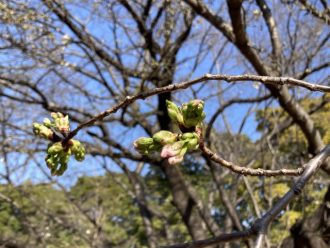 公園だより最新投稿写真