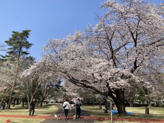 公園だより最新投稿写真