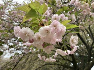 公園だより最新投稿写真