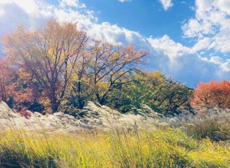 公園だより最新投稿写真