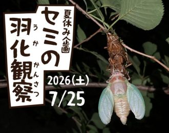 主催イベント：セミの羽化観察の画像